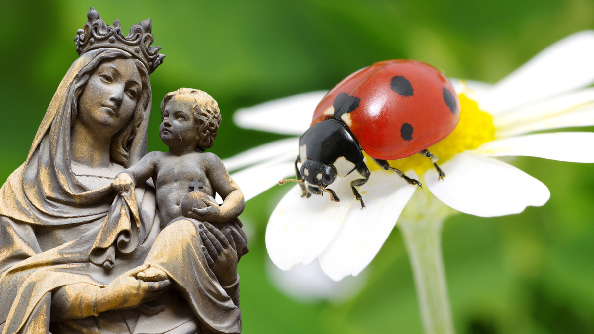 Ladybugs a Sign of Our Lady? The Origins of How the Insect Earned Its Name