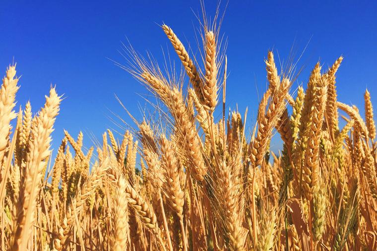 May We Flourish Like Wheat, Not Weeds