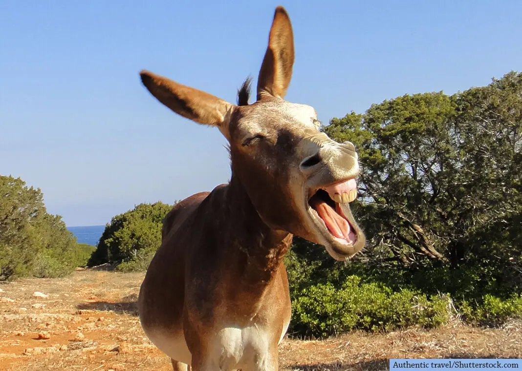 St. Ignatius and the Donkey