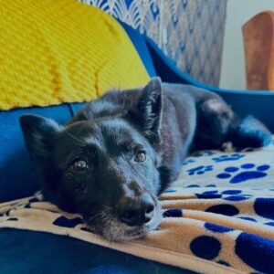 As annual blessing of animals takes place, some wonder: Will my pet go to heaven?