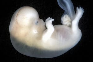 Is embryo adoption consistent with Catholic teaching?