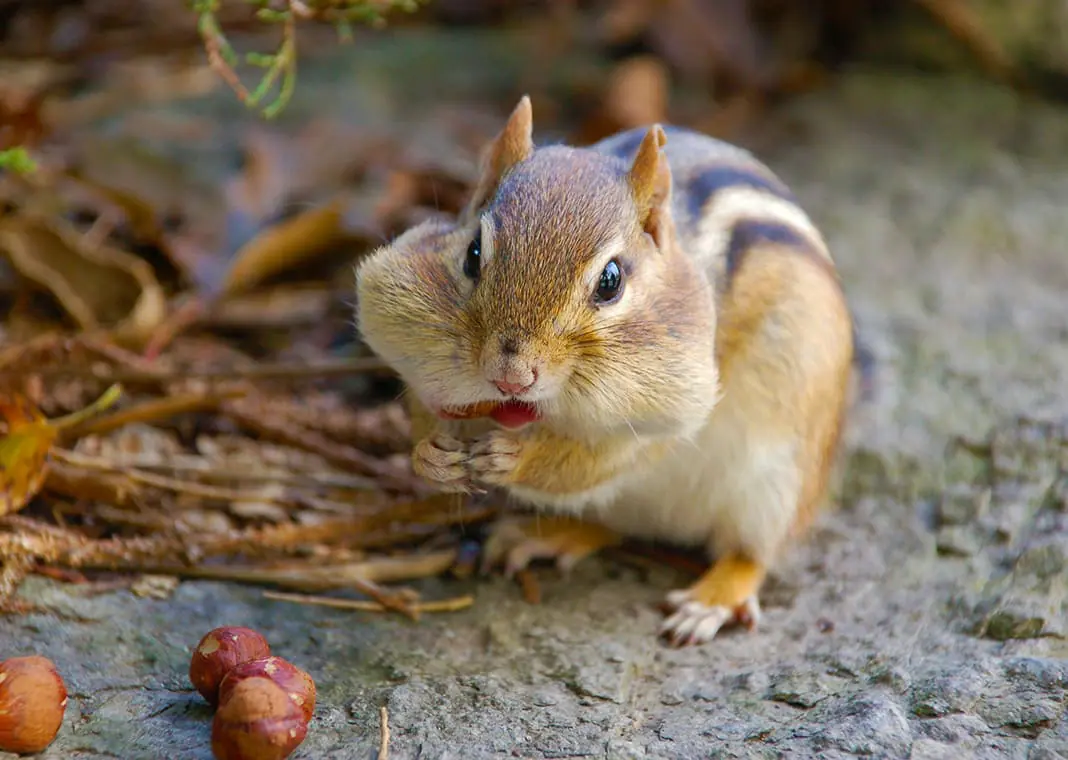 Chipmunk Prayer